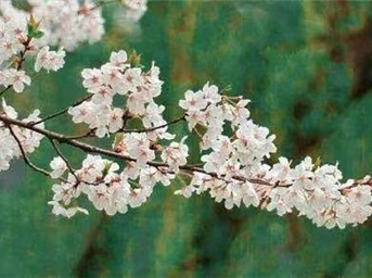 服务的美学 | 以春日之名，与知己开启最美的遇见