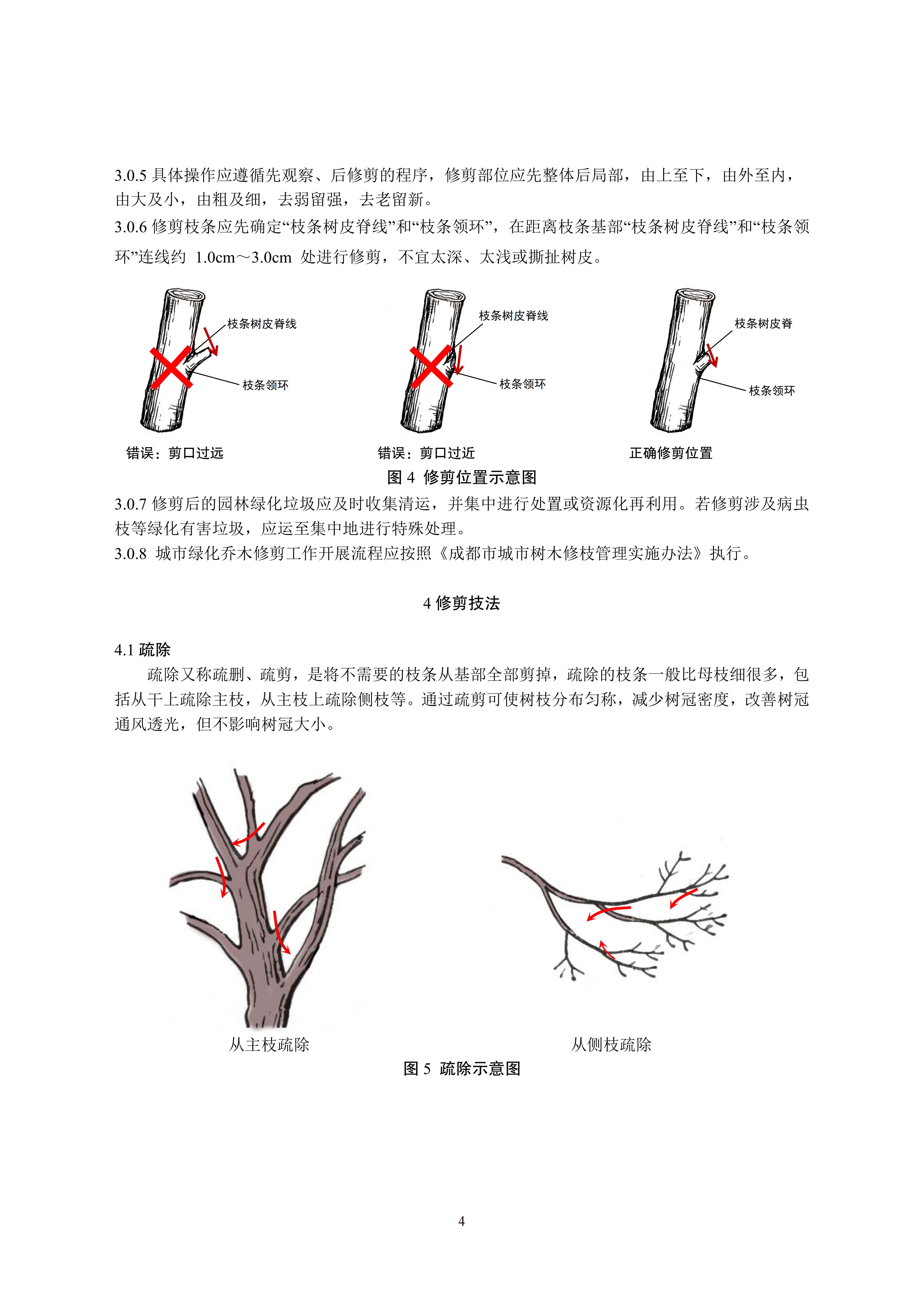 关于印发《成都市绿化乔木修枝技术导则（试行）》的通知（全）_07