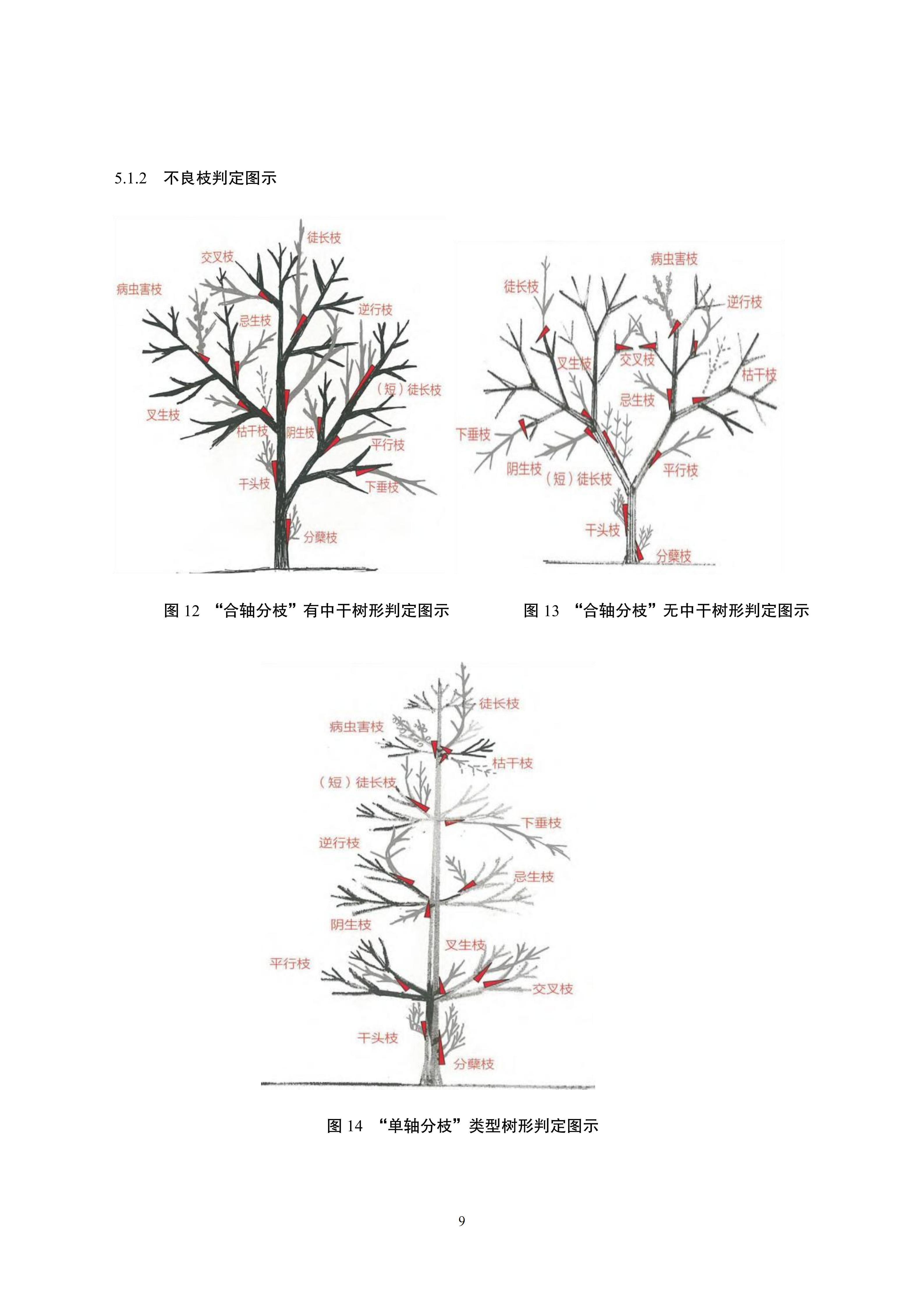 关于印发《成都市绿化乔木修枝技术导则（试行）》的通知（全）_12